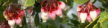 Manzanita flowers in the snow, Coronado National Memorial